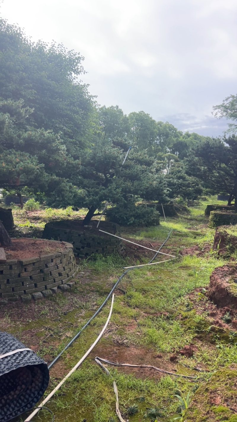 奉新县邹家苗圃五针松造型10一20公分欢迎咨询了解