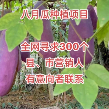 无籽八月瓜杯苗四季可种1株试种创业**丁社长包收