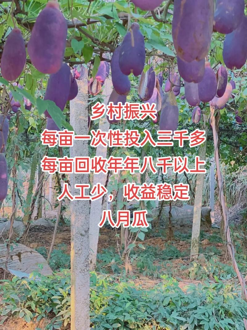 无籽八月瓜杯苗四季可种1株试种创业**丁社长包收