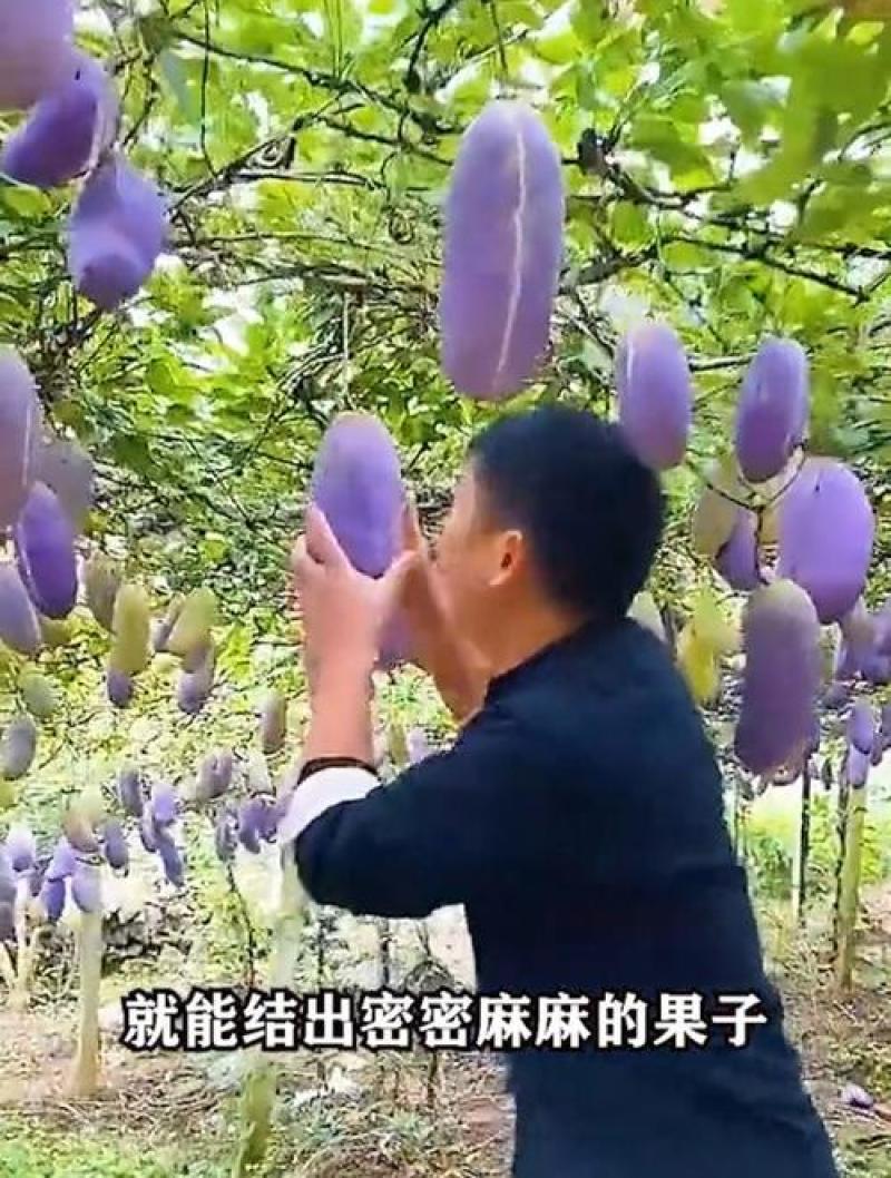 无籽八月瓜杯苗四季可种1株试种创业**丁社长包收