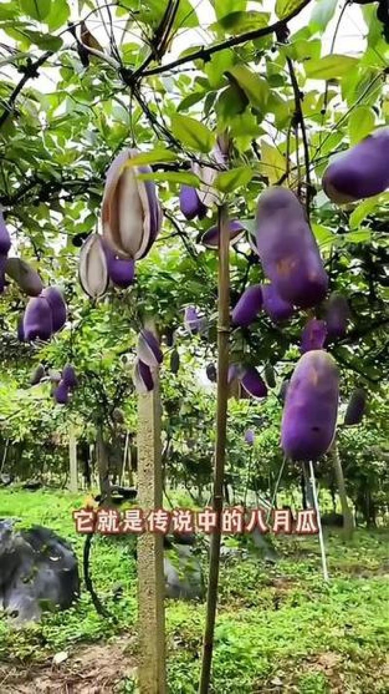 无籽八月瓜杯苗四季可种1株试种创业**丁社长包收