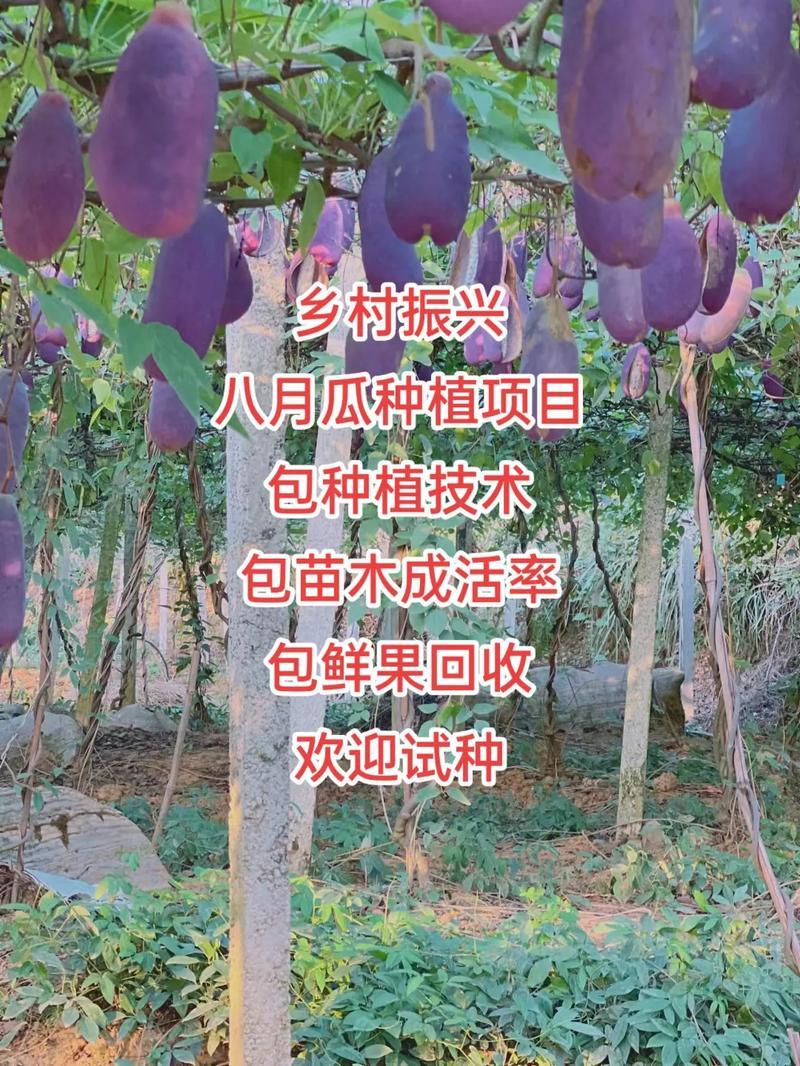 无籽八月瓜杯苗四季可种1株试种创业**丁社长包收