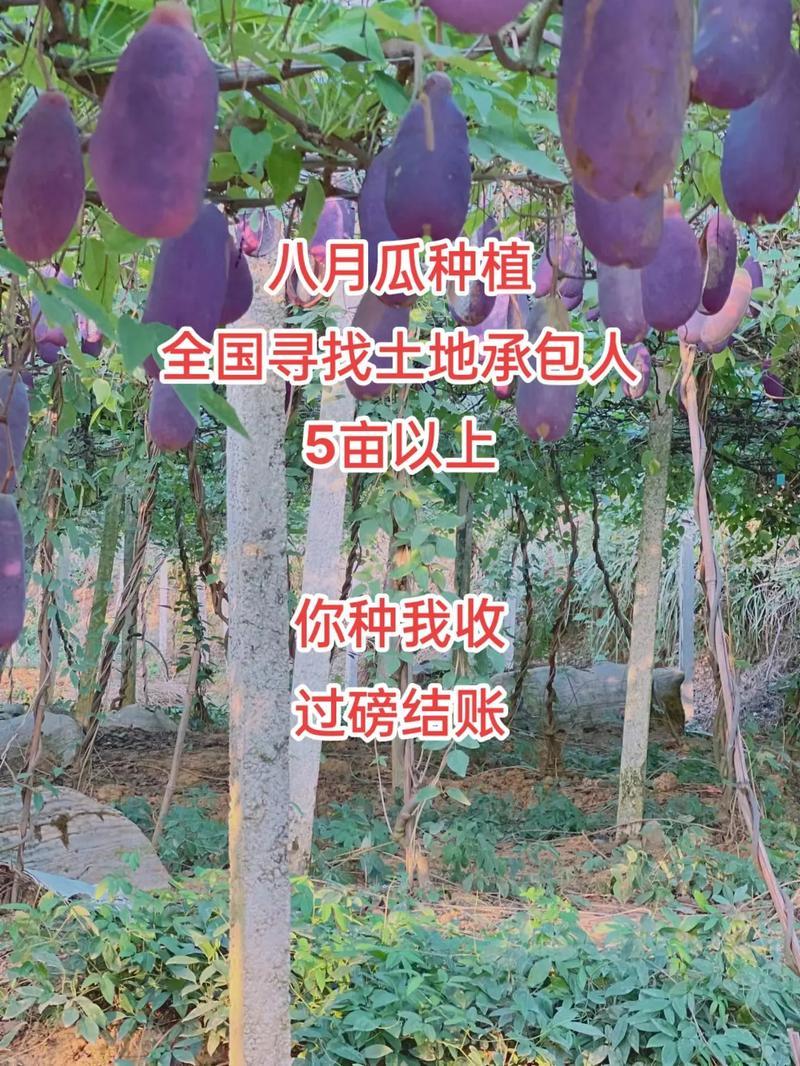 无籽八月瓜杯苗四季可种1株试种创业**丁社长包收