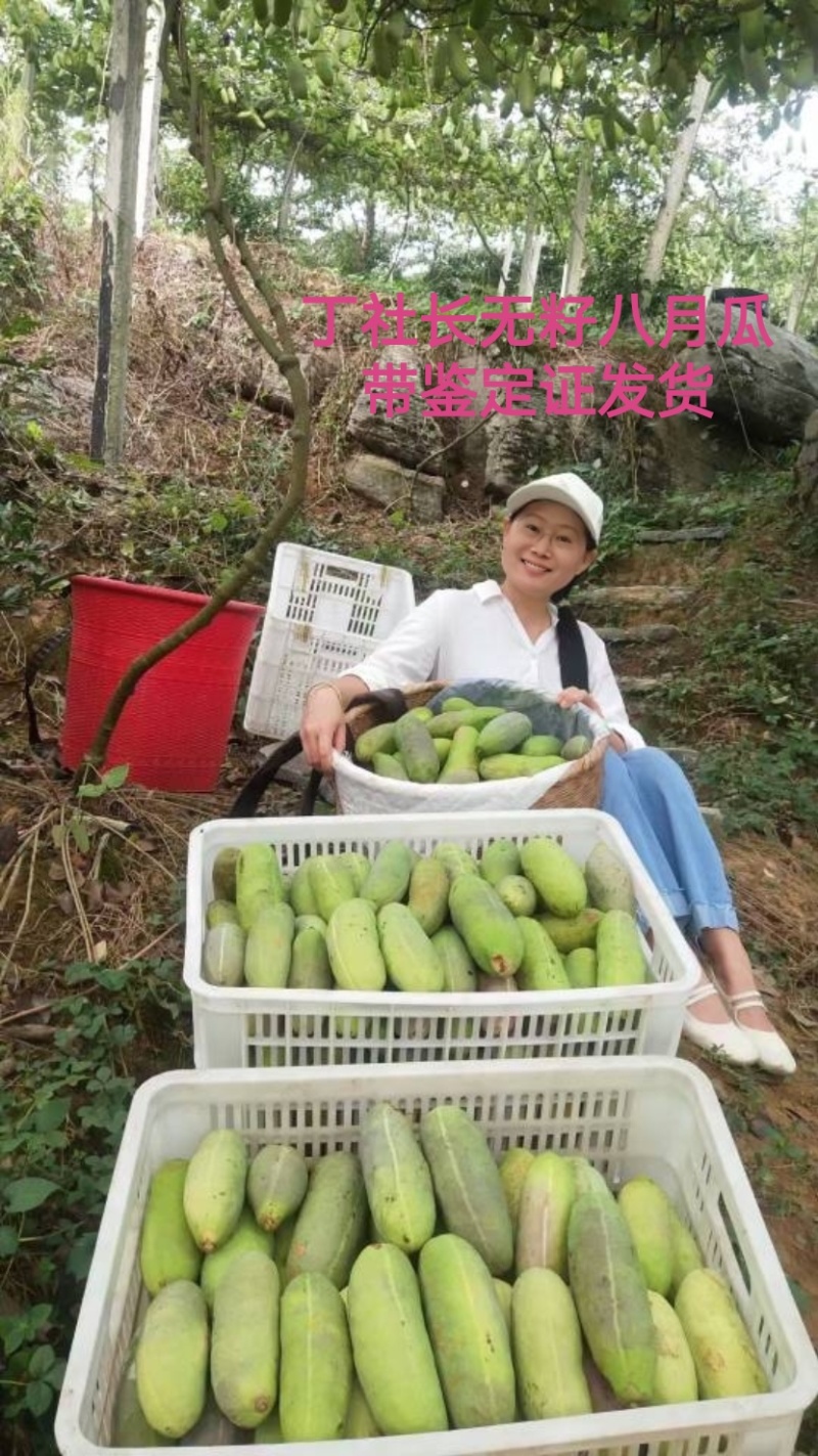 无籽八月瓜杯苗四季可种1株试种创业**丁社长包收
