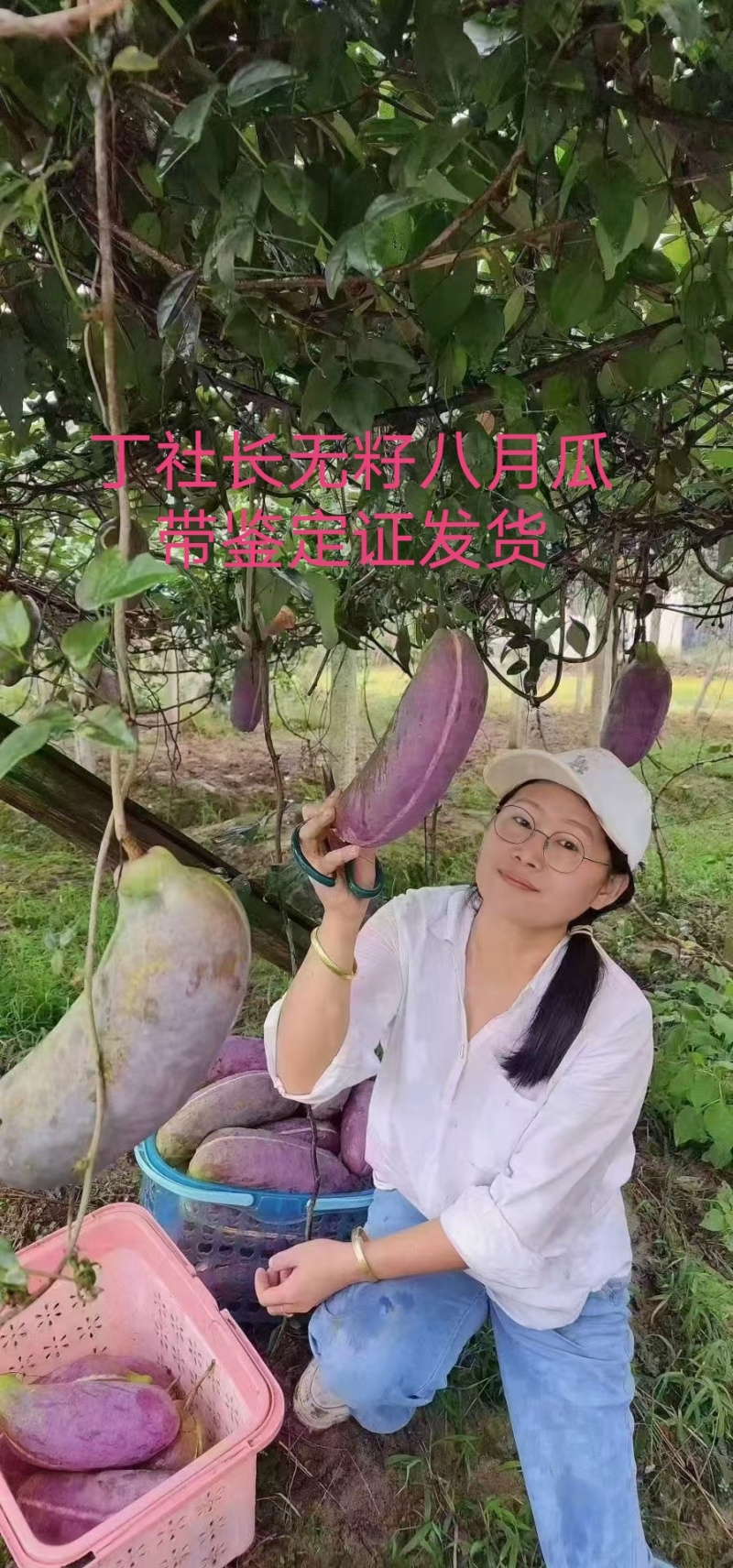 无籽八月瓜杯苗四季可种1株试种创业**丁社长包收