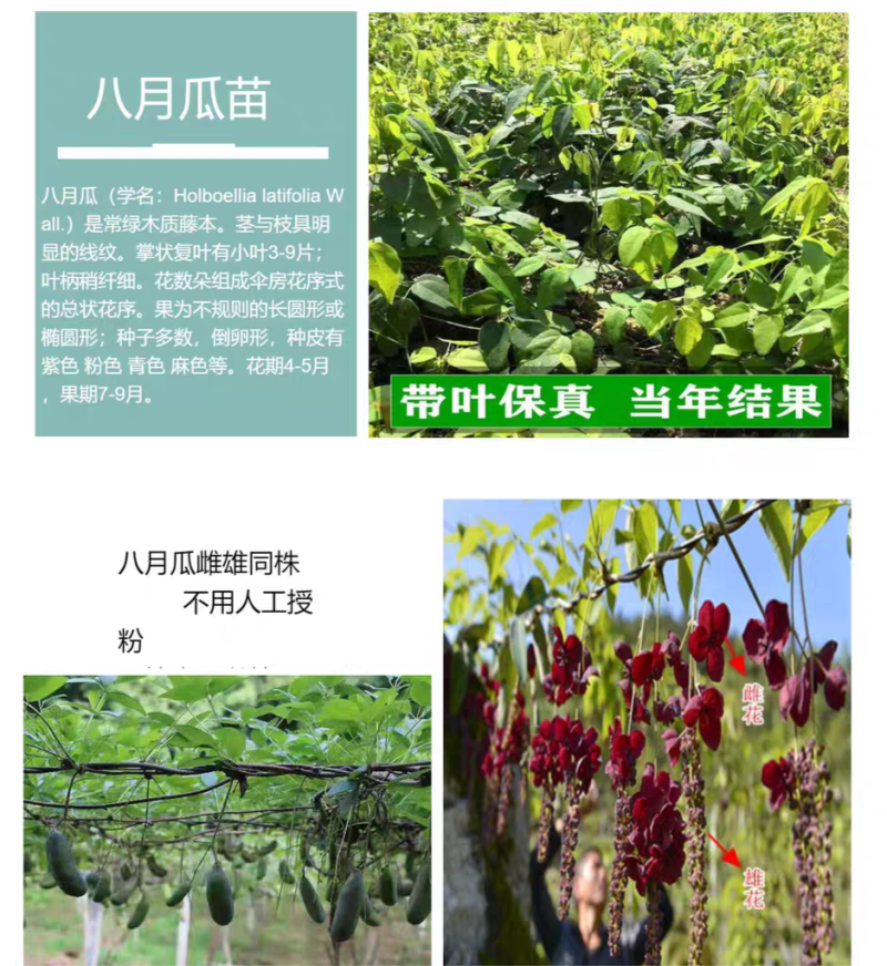 无籽八月瓜杯苗四季可种1株试种创业**丁社长包收
