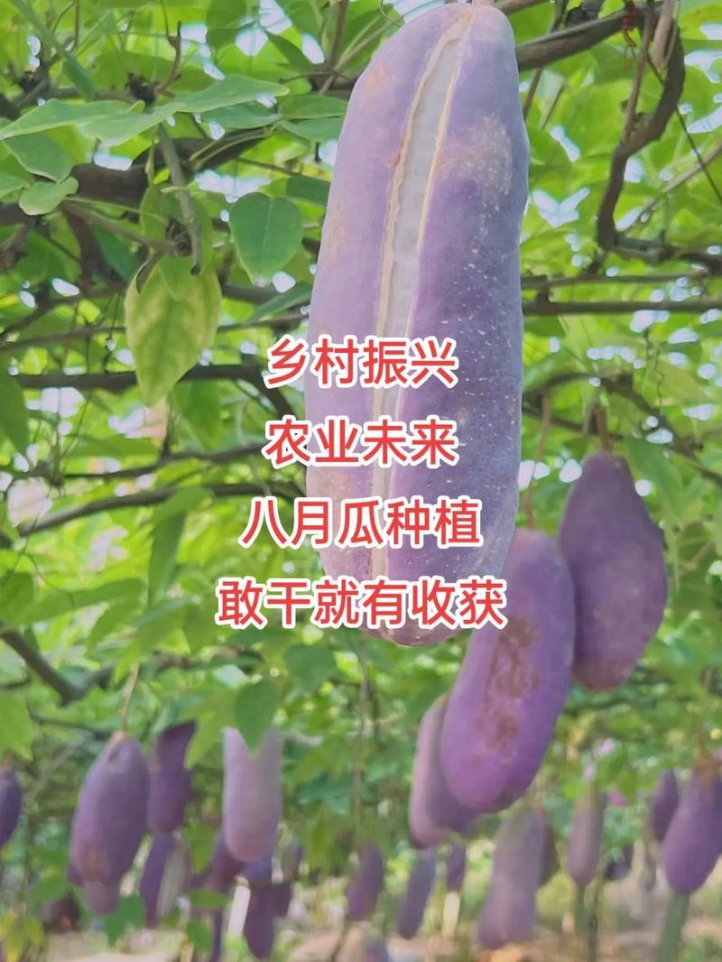 丁社长无籽八月瓜杯苗四季可种1株试种创业**签约包收