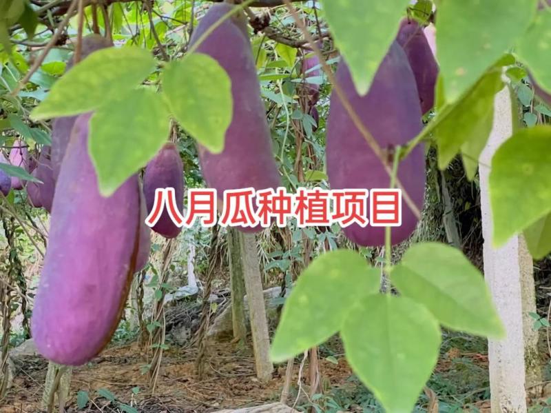 丁社长无籽八月瓜杯苗四季可种1株试种创业**签约包收