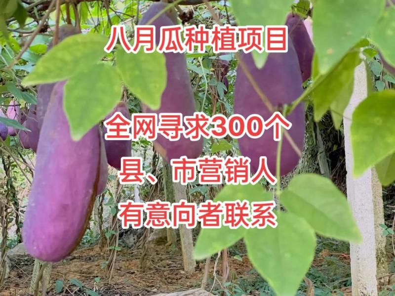 丁社长无籽八月瓜杯苗四季可种1株试种创业**签约包收