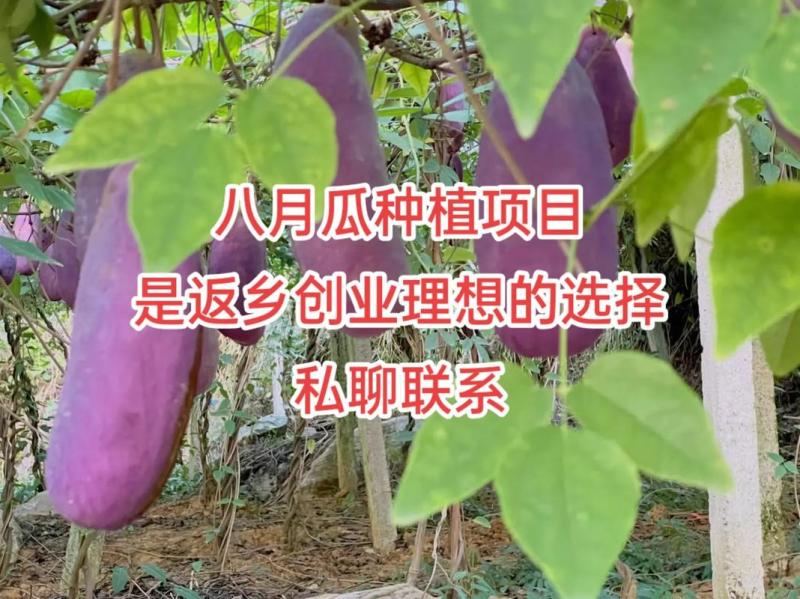 丁社长无籽八月瓜杯苗四季可种1株试种创业**签约包收