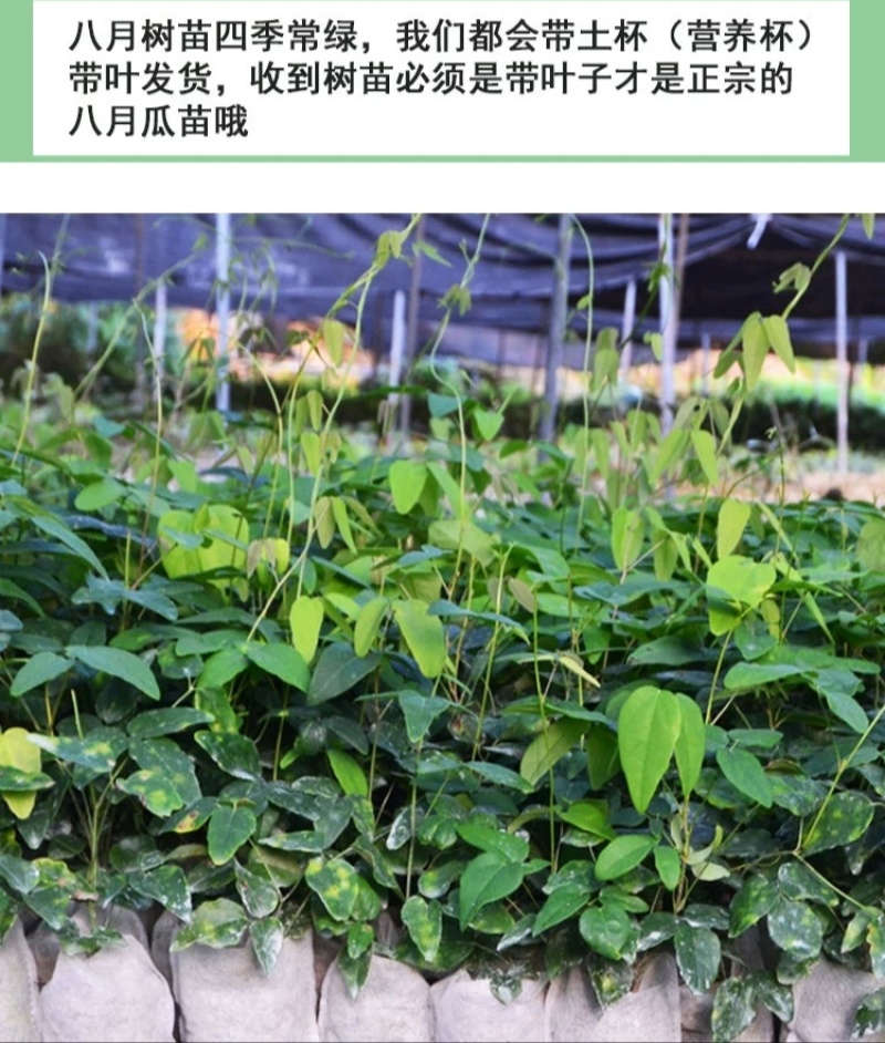 丁社长无籽八月瓜杯苗四季可种1株试种创业**签约包收