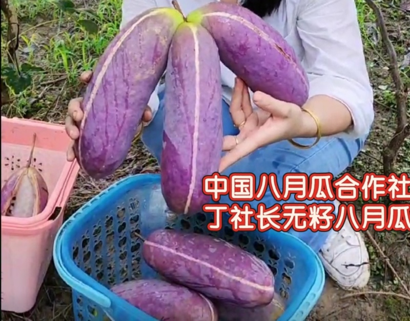 丁社长无籽八月瓜杯苗四季可种1株试种创业**签约包收
