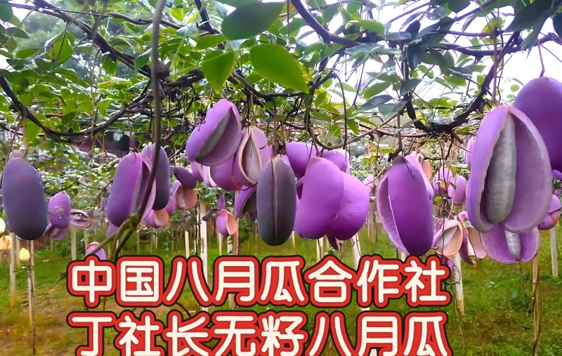 丁社长无籽八月瓜杯苗四季可种1株试种创业**签约包收
