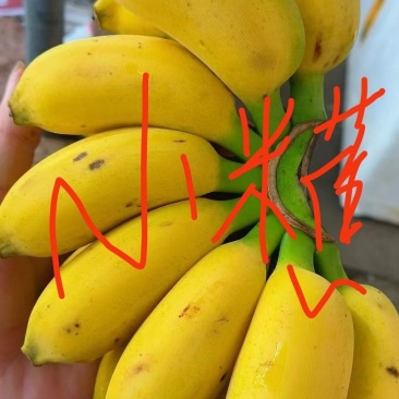 广西香蕉