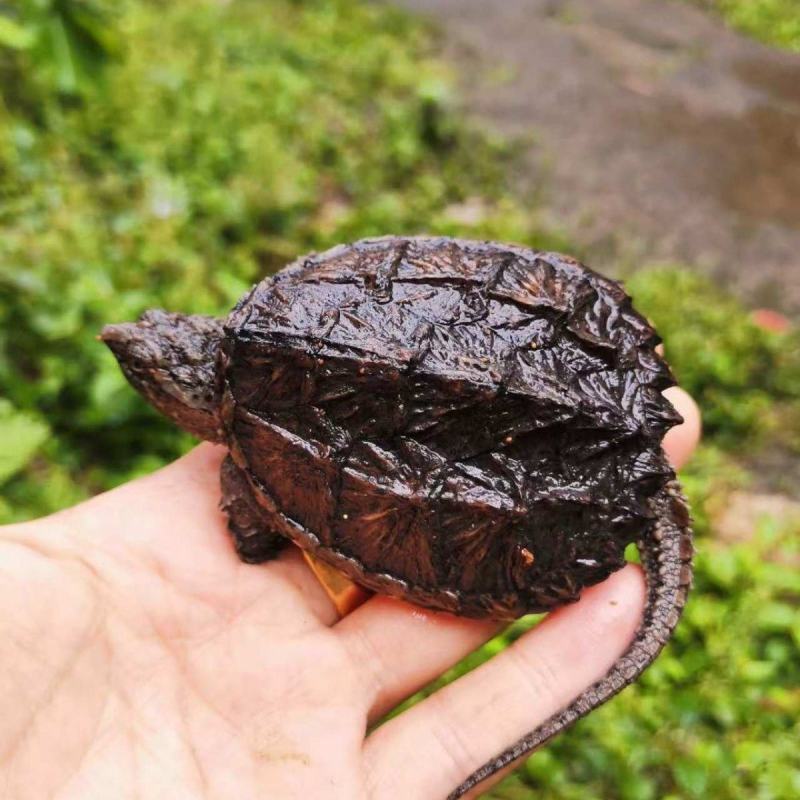 鳄龟