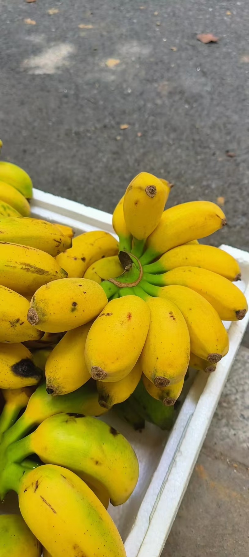 广西香蕉