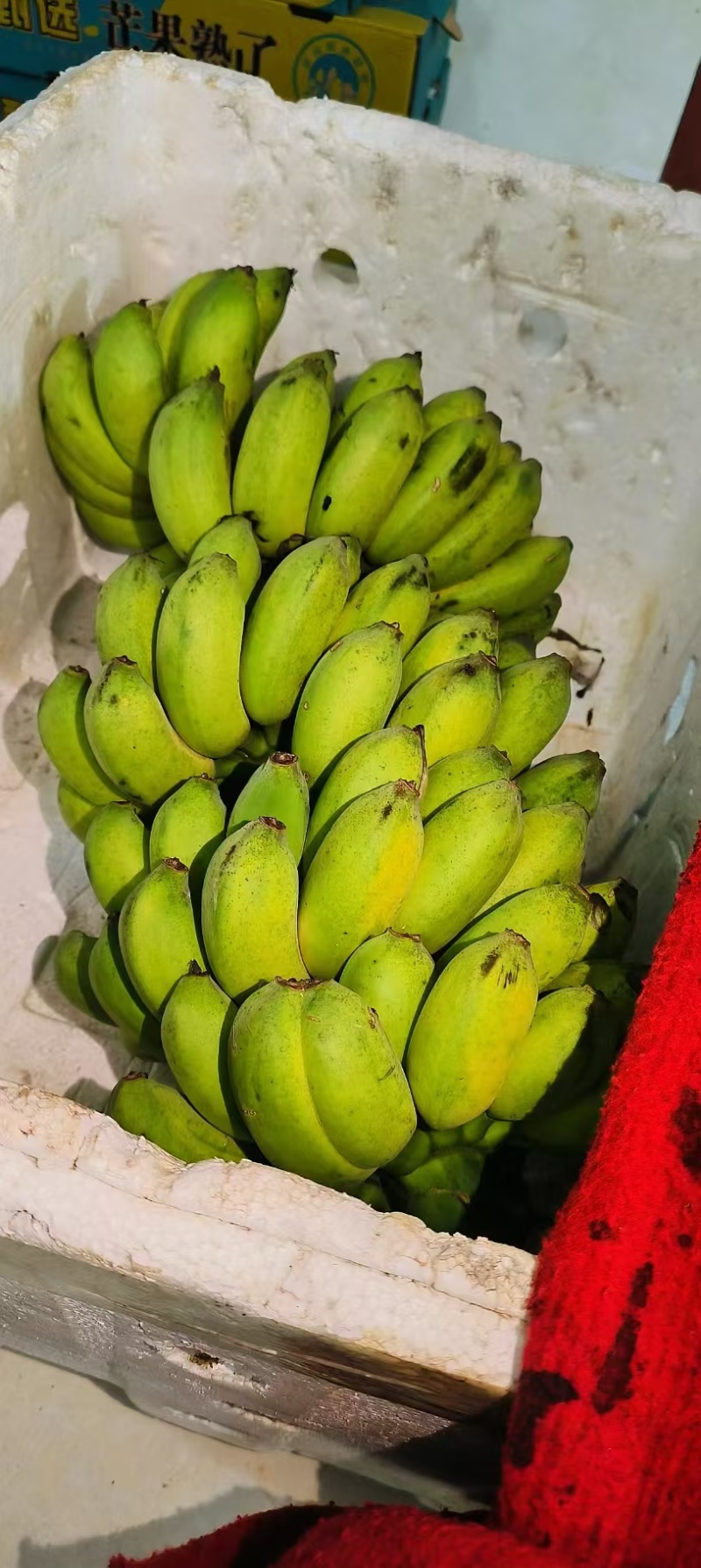 广西香蕉