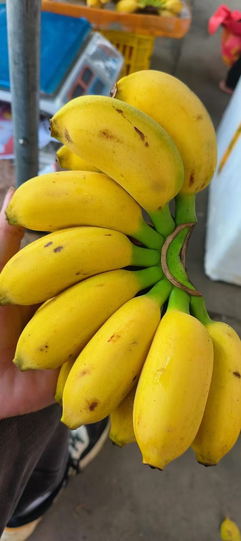 广西香蕉