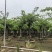 李子树