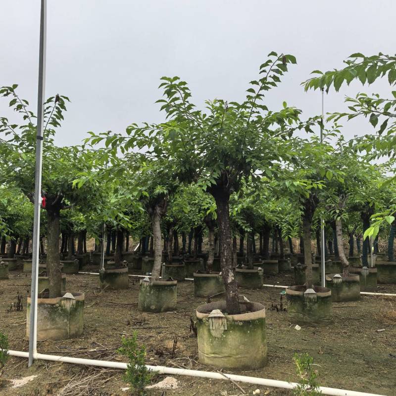 李子树