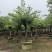 李子树