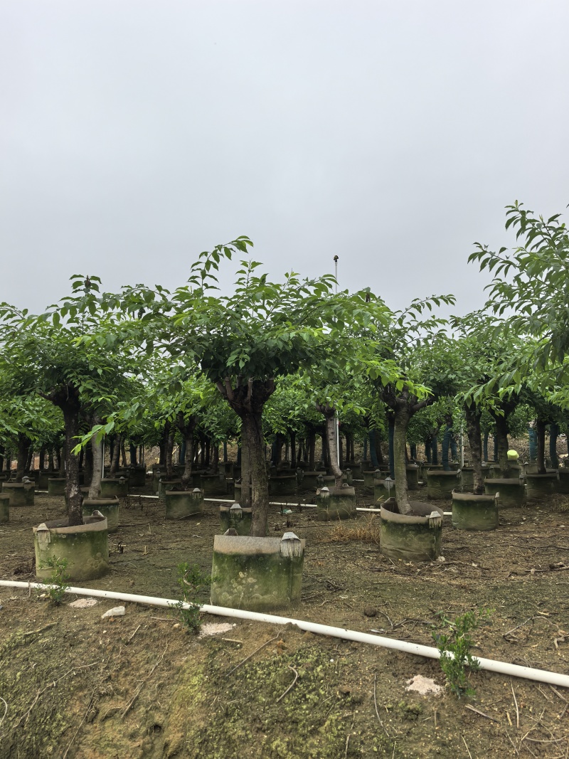 李子树