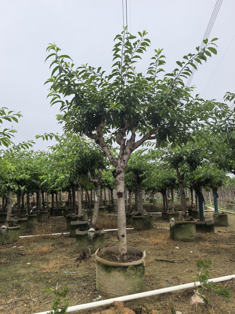 李子树