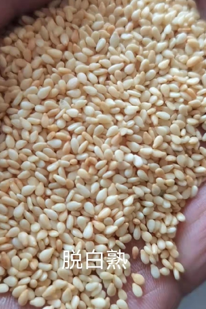【白芝麻】熟白芝麻，脱皮白芝麻，脱皮熟白芝麻仁，颗粒饱满