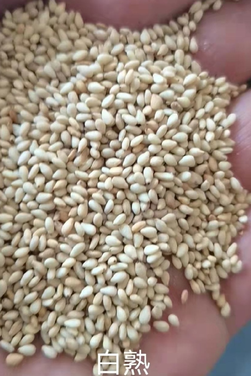 【白芝麻】熟白芝麻，脱皮白芝麻，脱皮熟白芝麻仁，颗粒饱满