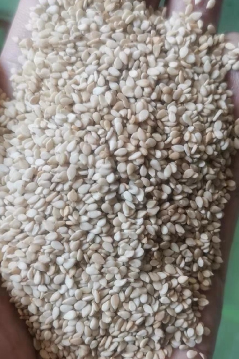 【白芝麻】熟白芝麻，脱皮白芝麻，脱皮熟白芝麻仁，颗粒饱满