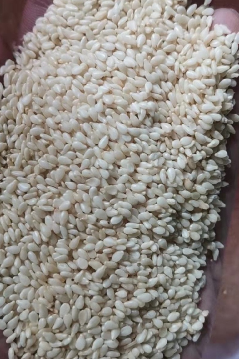 【白芝麻】熟白芝麻，脱皮白芝麻，脱皮熟白芝麻仁，颗粒饱满