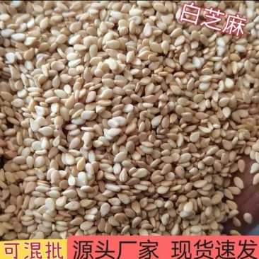 【白芝麻】熟白芝麻，脱皮白芝麻，脱皮熟白芝麻仁，颗粒饱满