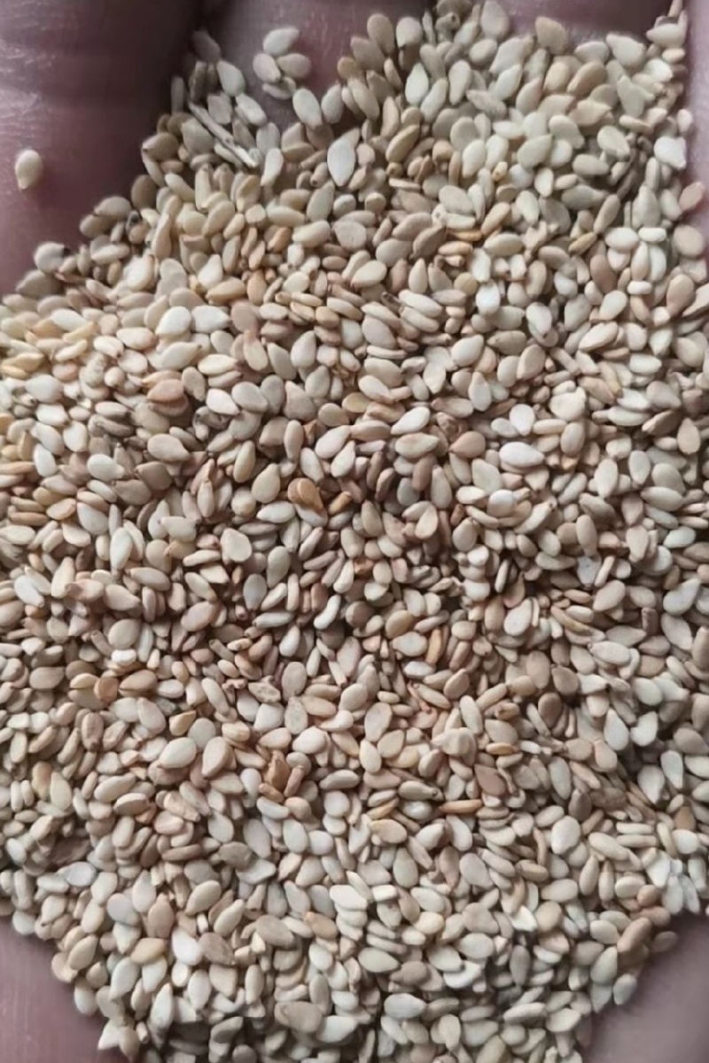 【白芝麻】熟白芝麻，脱皮白芝麻，脱皮熟白芝麻仁，颗粒饱满