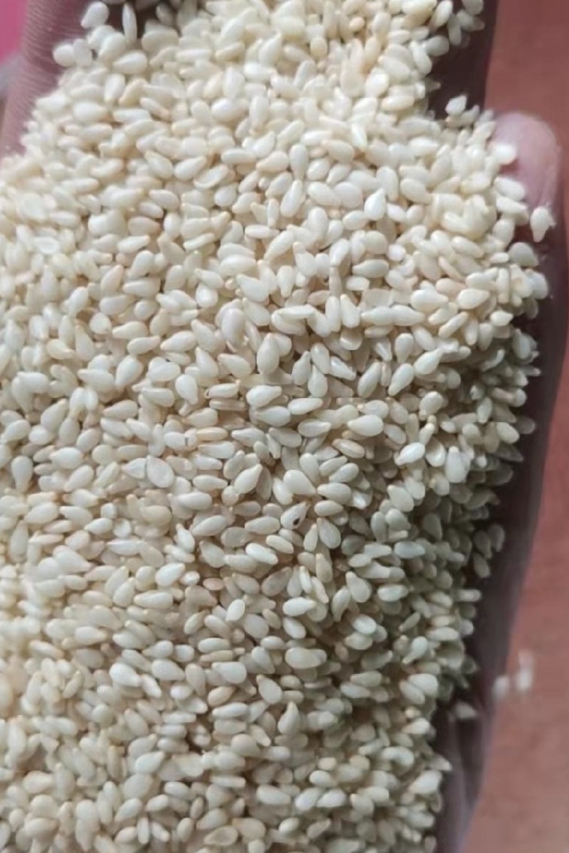 【白芝麻】熟白芝麻，脱皮白芝麻，脱皮熟白芝麻仁，颗粒饱满