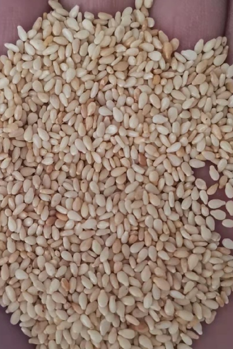 【白芝麻】熟白芝麻，脱皮白芝麻，脱皮熟白芝麻仁，颗粒饱满