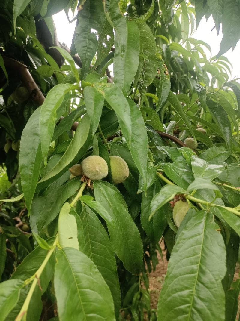 小青桃果脯一手货源充足