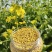 油菜花粉天然新鲜蜂花粉大颗粒精品纯粉