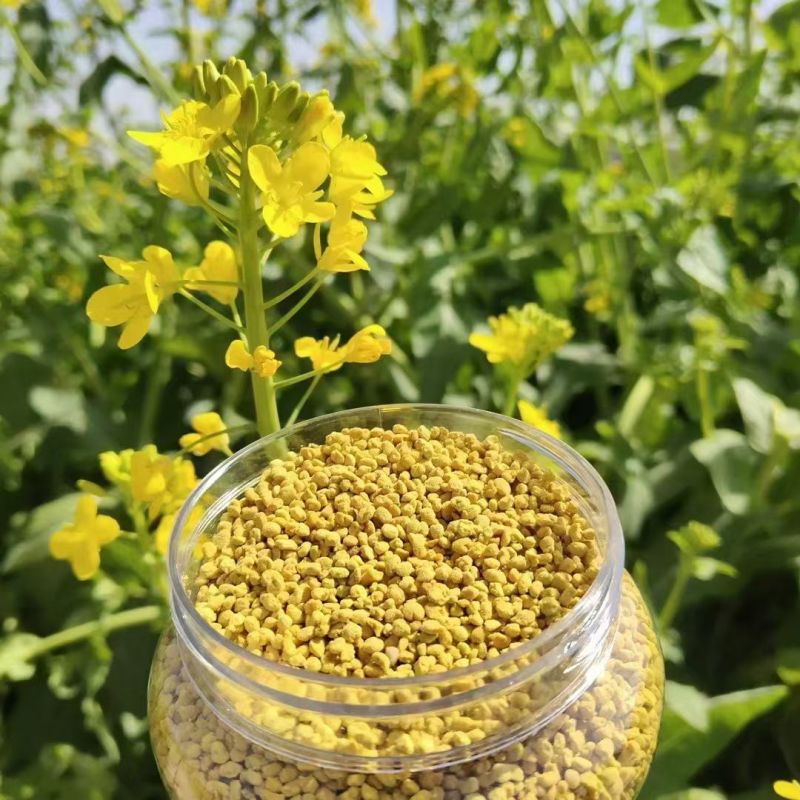 油菜花粉天然新鲜蜂花粉大颗粒精品纯粉