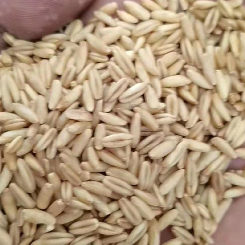 燕麦米，新燕麦米，国产燕麦米，进口燕麦米
