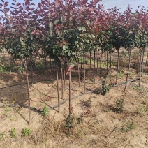 基地大量出售2-15公分紫叶李，规格齐全，货源充足，欢迎