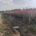 基地大量出售2-15公分紫叶李，规格齐全，货源充足，欢迎
