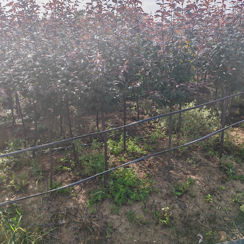 基地大量出售2-15公分紫叶李，规格齐全，货源充足，欢迎