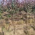 基地大量出售2-15公分紫叶李，规格齐全，货源充足，欢迎