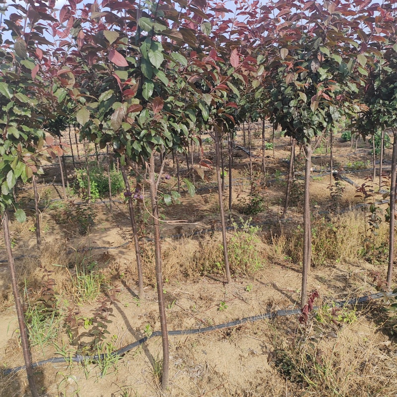 基地大量出售2-15公分紫叶李，规格齐全，货源充足，欢迎