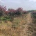 基地大量出售2-15公分紫叶李，规格齐全，货源充足，欢迎