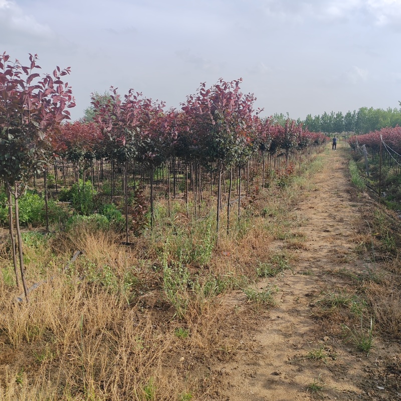 基地大量出售2-15公分紫叶李，规格齐全，货源充足，欢迎
