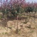 基地大量出售2-15公分紫叶李，规格齐全，货源充足，欢迎