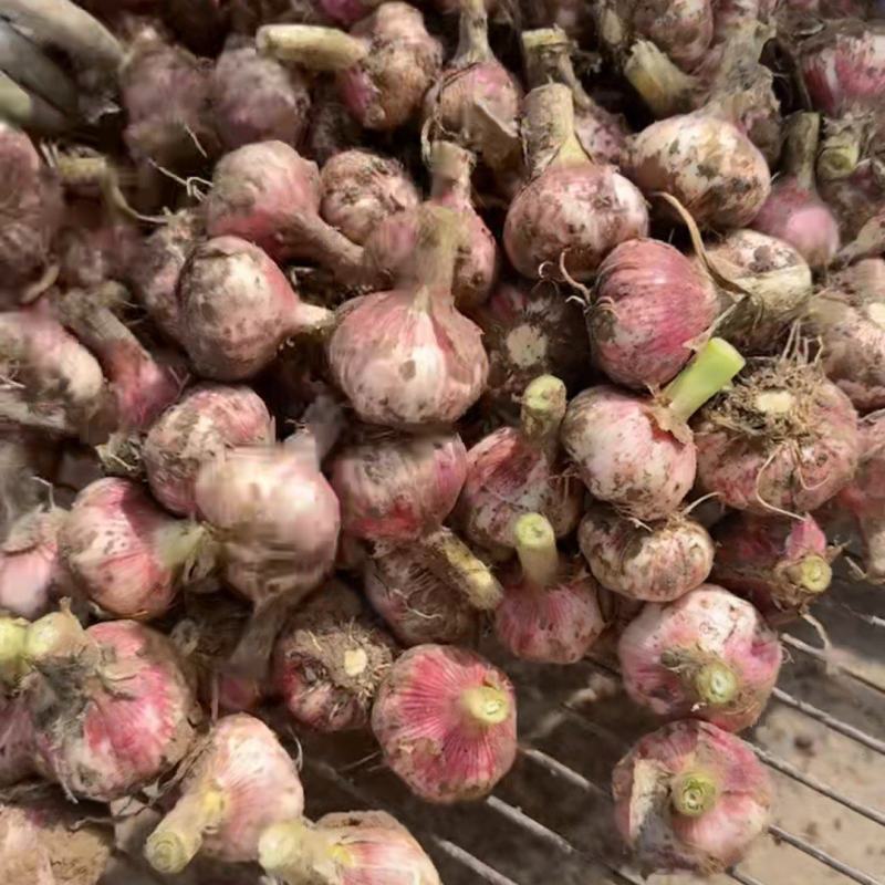 紫皮大蒜，毛蒜扒皮蒜