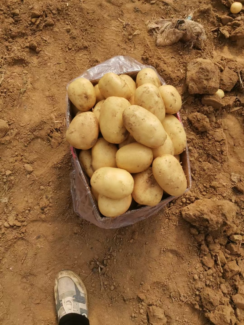 山东鲜土豆大量上市了，荷兰十五V7沃土希森土豆大量上了