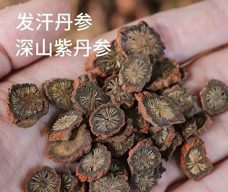 紫丹参实拍发货如图丹参片红丹参现货山东丹参